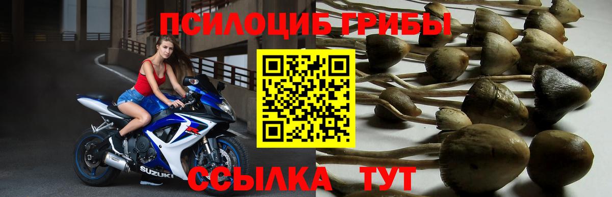 Псилоцибиновые грибы Psilocybine cubensis  Вход с VPN  как найти наркотики  Сердобск  Галлюциногенные грибы ЛСД 
